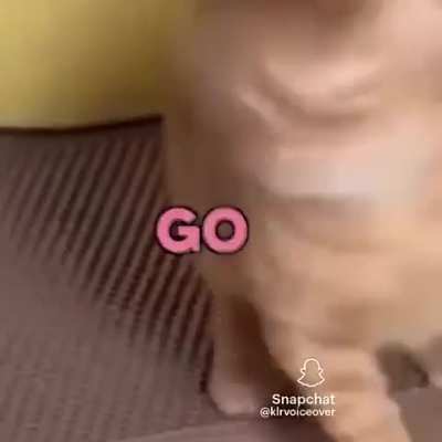 Funny Cat Video.