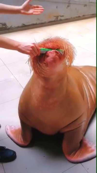 Walruses can whistle. Among other things