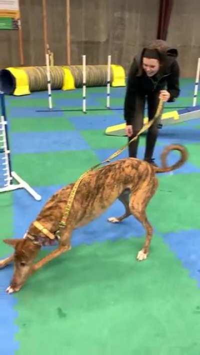 My sister’s blind dog loves fetch (crosspost from aww, not my sister)