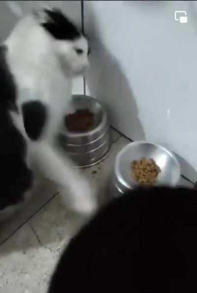 cellbits - Video #5683