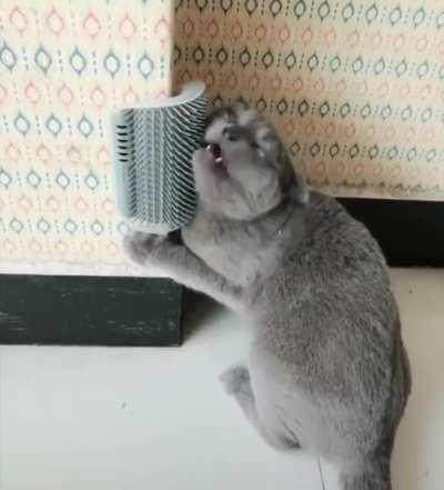 Cat brushing itself