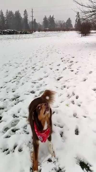 Snowballs > tennis balls