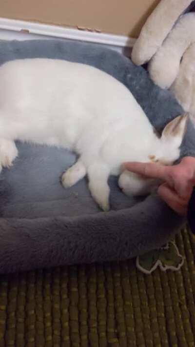 My heart can't even HANDLE having a bunny