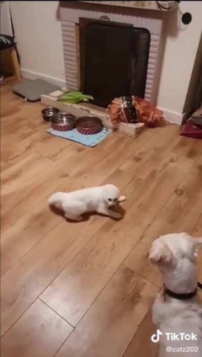 Cat and dog rivalry as old as time
