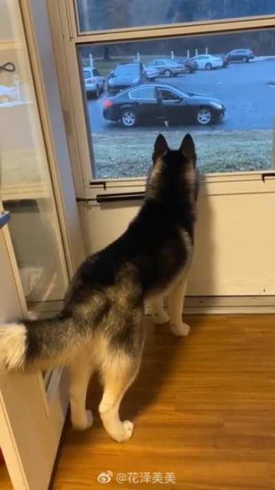 That tail droop when the doggo’s date left