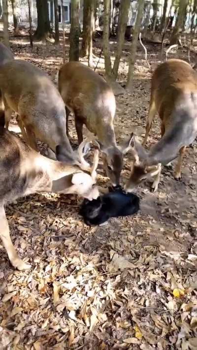 Deers licking a cat