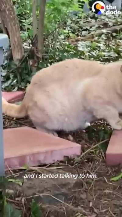 Cat abandoned for 6 years is finally rescued by kind woman
