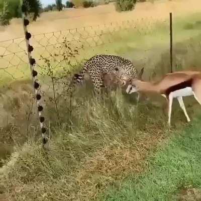 the real meaning of I don't give piip