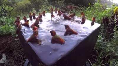 Hummingbirds, which are usually extremely territorial, peacefully sharing this bathing spot