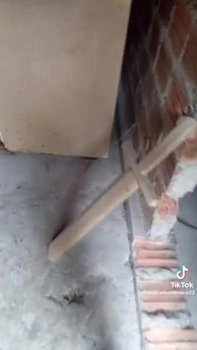 LAYRON THE JUMPER SPIDER