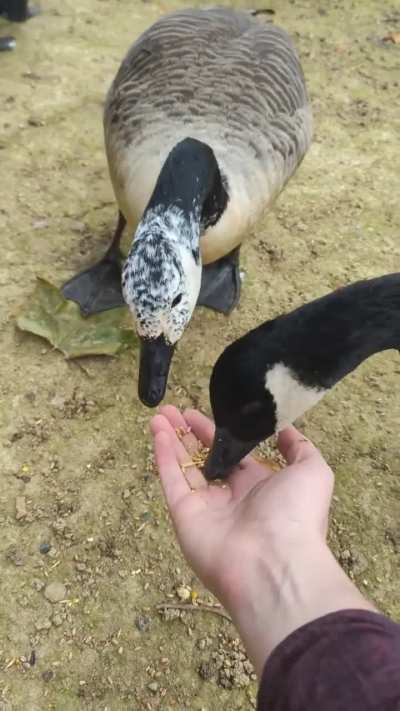 Feeding the local geese, this one is my favourite with their white head.