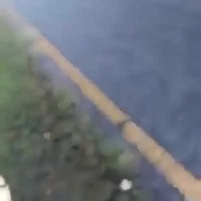 Guy throws gator into the lake