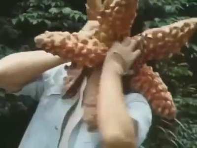 you know the movie will gas the box office when the starfish Hitler in it.