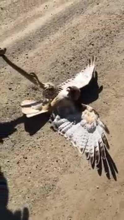 Bird got snake then snake got bird