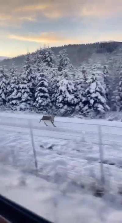 🔥Reindeer chasing the train seems like he is about to take off..