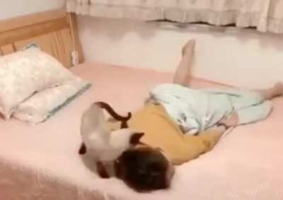 Timelapse of a lady trying to sleep with two cats