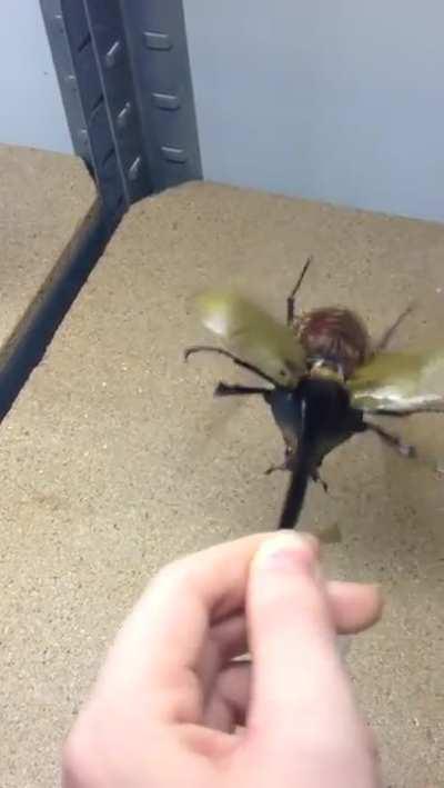 Another clip I found on Discord: What kind of beetle is this? 