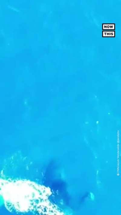 A humpback whale and a dolphin playing and swimming together off the coast of Oahu, Hawaii