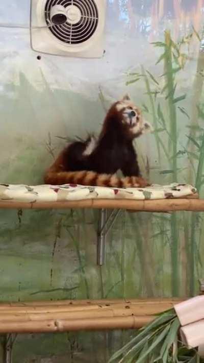 A nice long scratch.