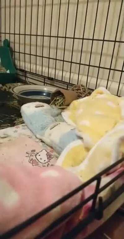 pistachio really can't decide how she feels abt naners