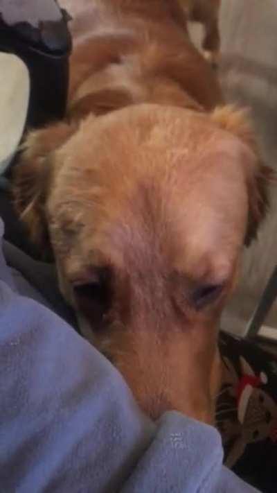 My golden telling me it’s time to stop working 😂😂