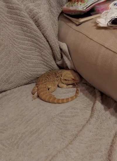 finally caught him getting comfy and I'm obsessed with the wiggle