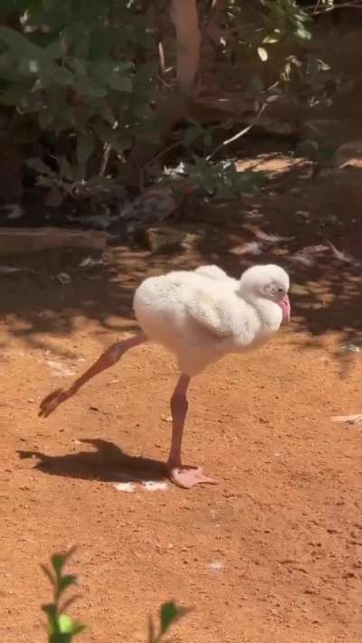 Flamingos aren’t born pink. Babies have soft grey or white feathers like this little one, which turn pink as carotenoids from their diet build up over time