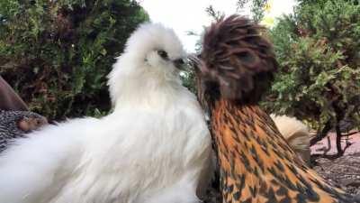 Izalith giving Twisper a gentle preen 🥰