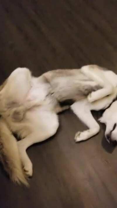 Anyone elses pup sleeps in weird postions