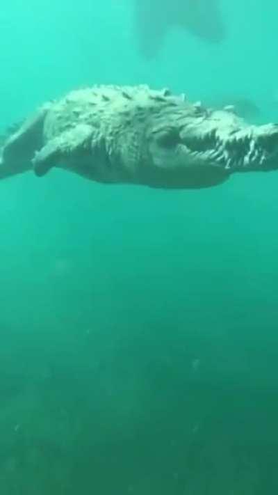 🔥 Massive Saltwater Croccodile casually swimming by a Scuba diver.