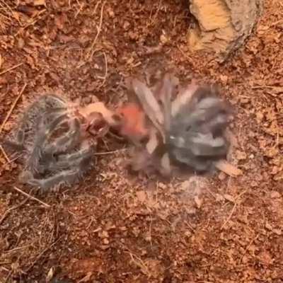 Thanks I hate thrashing spiders