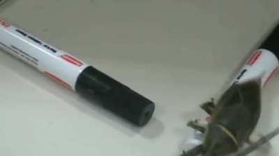 O ev artık böceğe ait