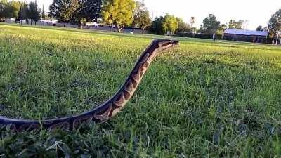 Did you just heckin boop me