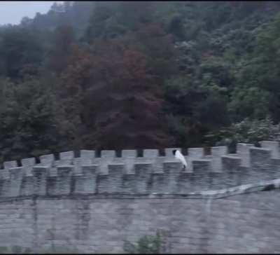 Meanwhile, at the Great Wall of China.