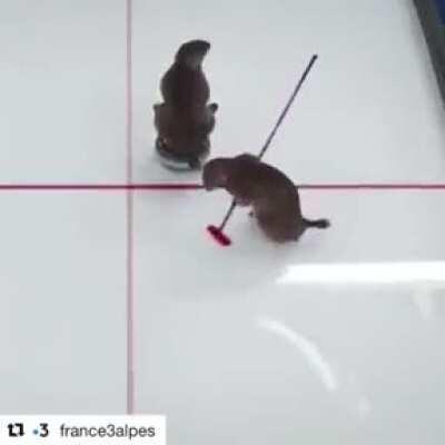 Just some marmots minding their own business.