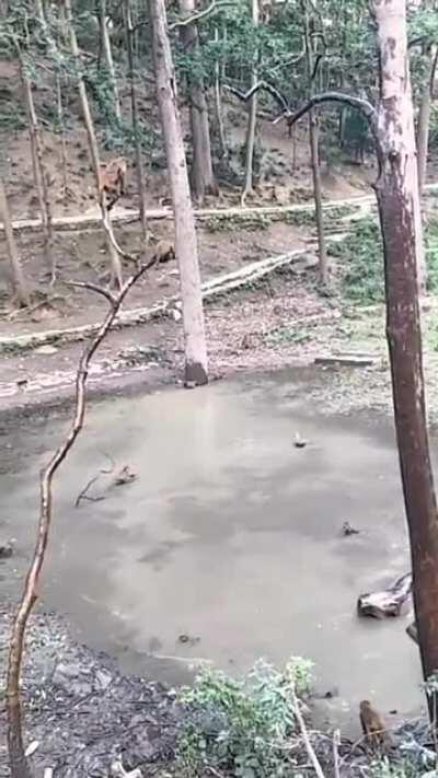 Some monkys enjoying their pool.