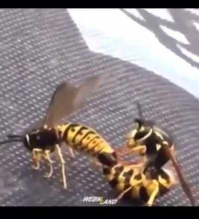 I might get banned but it’s worth it