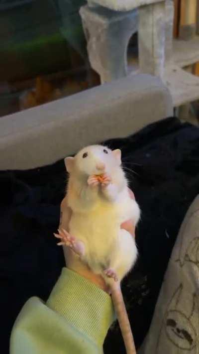 I just finished my night shifts so i’m stuck awake all night. The rats love this. Here’s a video of kika at 3am