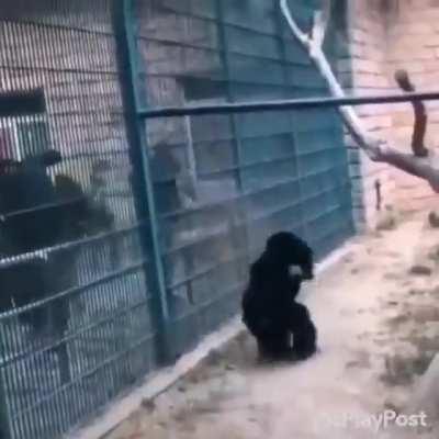 O macaco que não gosta de ser observado