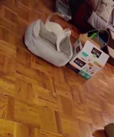 The cat tries to make its dream come true. Makes me proud of it.