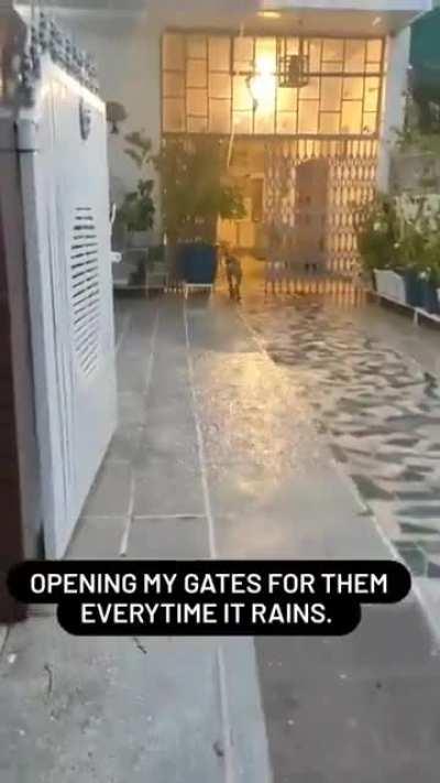 Woman let’s all the stray dogs stay in her house when it rains