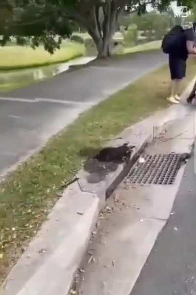 Moron thieves, supposedly somewhere in Queensland (supposedly stolen bike/plates)