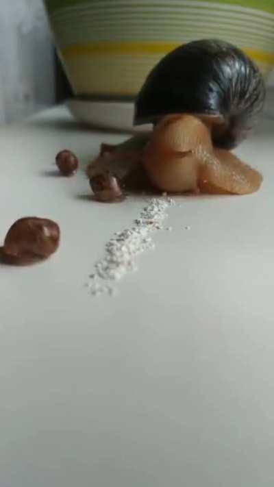 OWNeR ADDict INnOcenT snAIL TO CocAinE