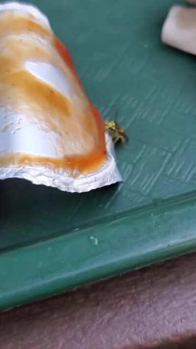 Wasp loves Sweet Baby Rays