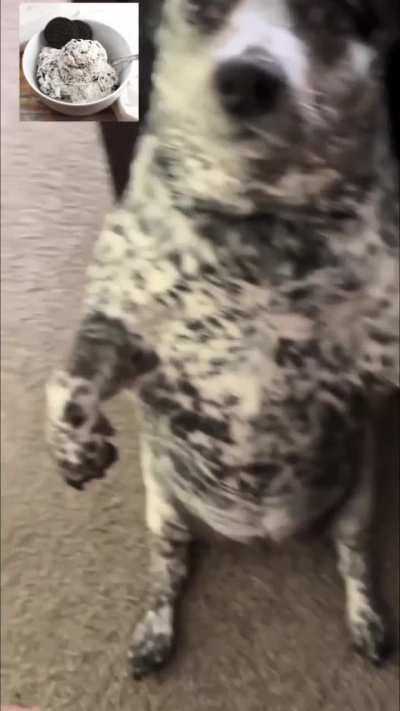 weird oreo creature, idk, what?