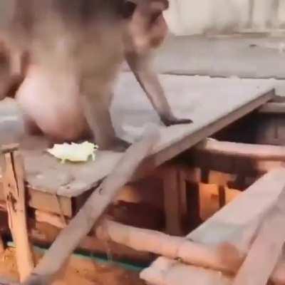 Lol player promedio 🐒