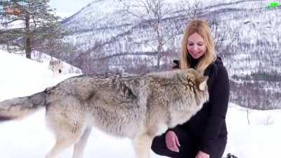 The Turkish Origin Story (The grey wolf legend)