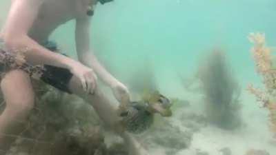 Pufferfish waits by its trapped friend while a diver uses a crab to cut the net