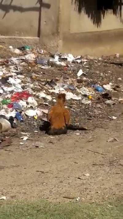 There isn't anything chicken about chickens.