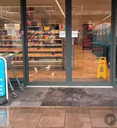 Seagull Gets His Favorite Item At The Grocery Store Daily